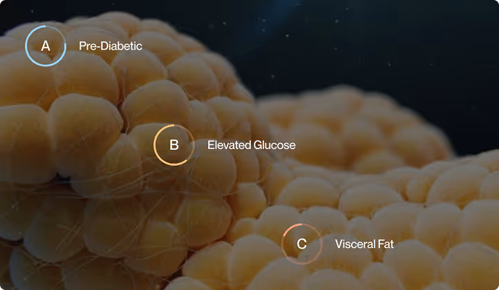 Macro image of cells with diagnostic markers for elevated glucose and visceral fat.